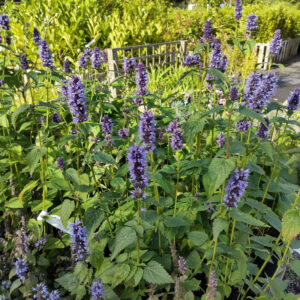 Agastache ‘Black Adder’
