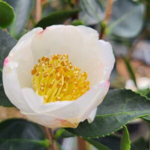 Camellia Sasanqua