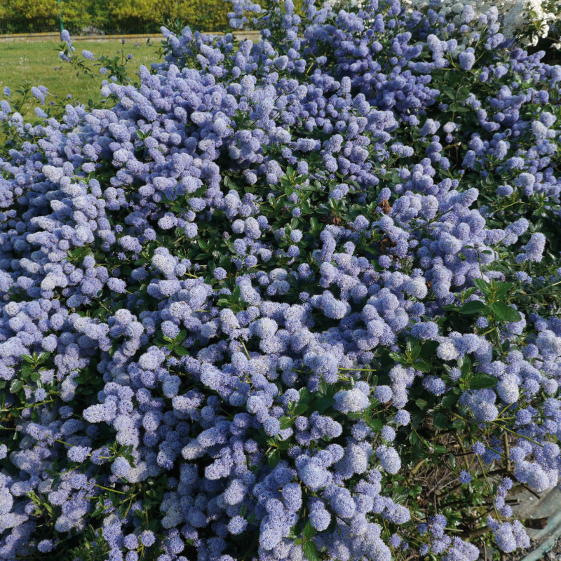 You are currently viewing Ceanothus thyrsiflorus ‘Repens’