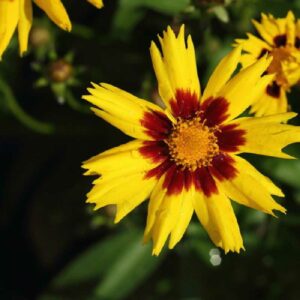 Coreopsis grandiflora ‘Sunkiss’
