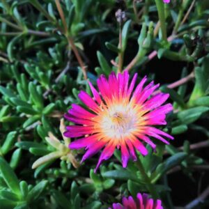 Delosperma Cooperi