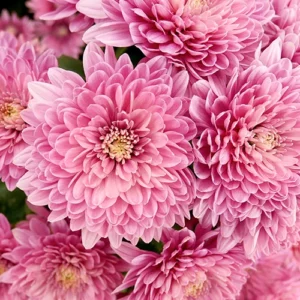 Chrysanthème à grandes fleurs