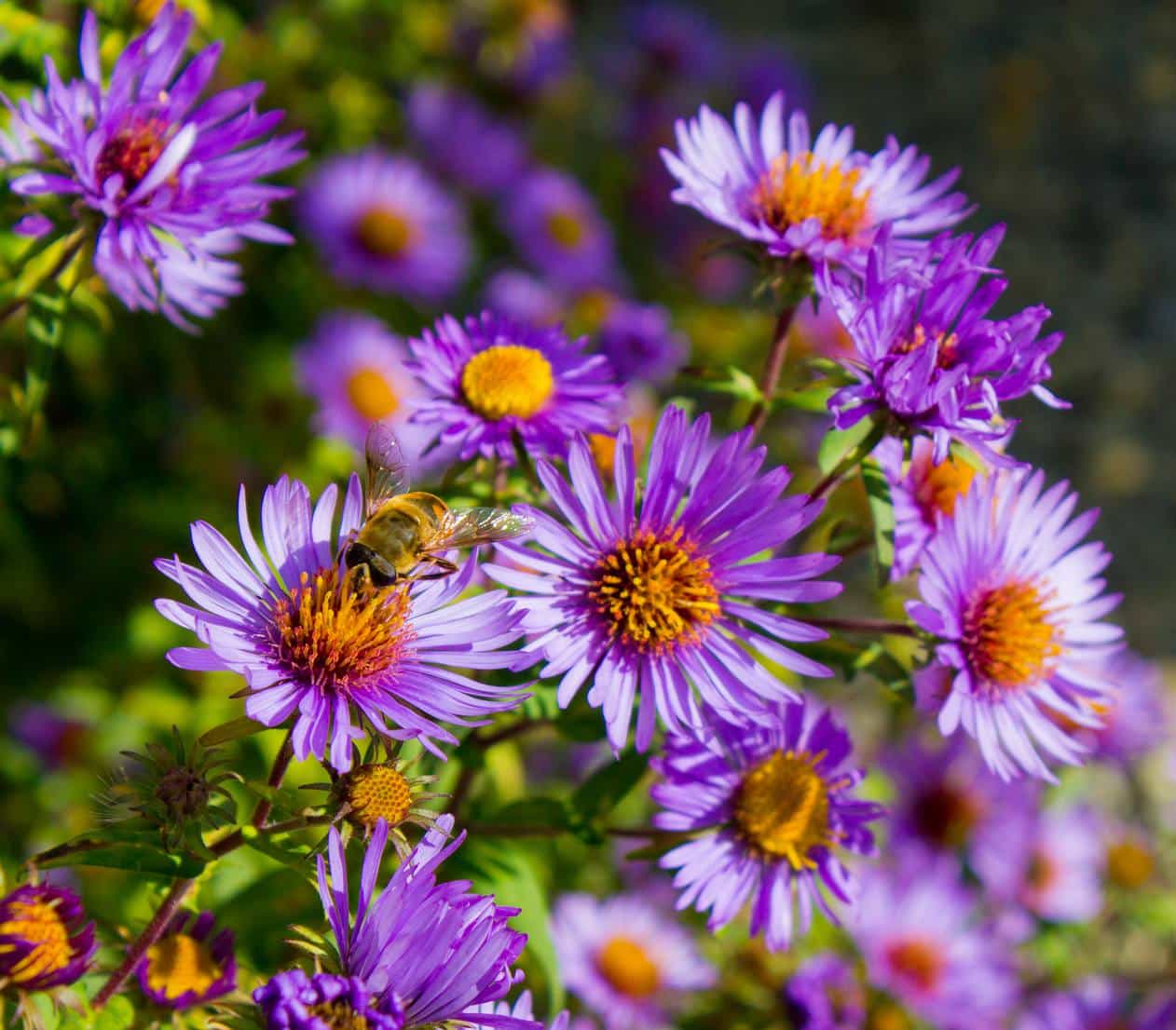 You are currently viewing Asters d’Automne