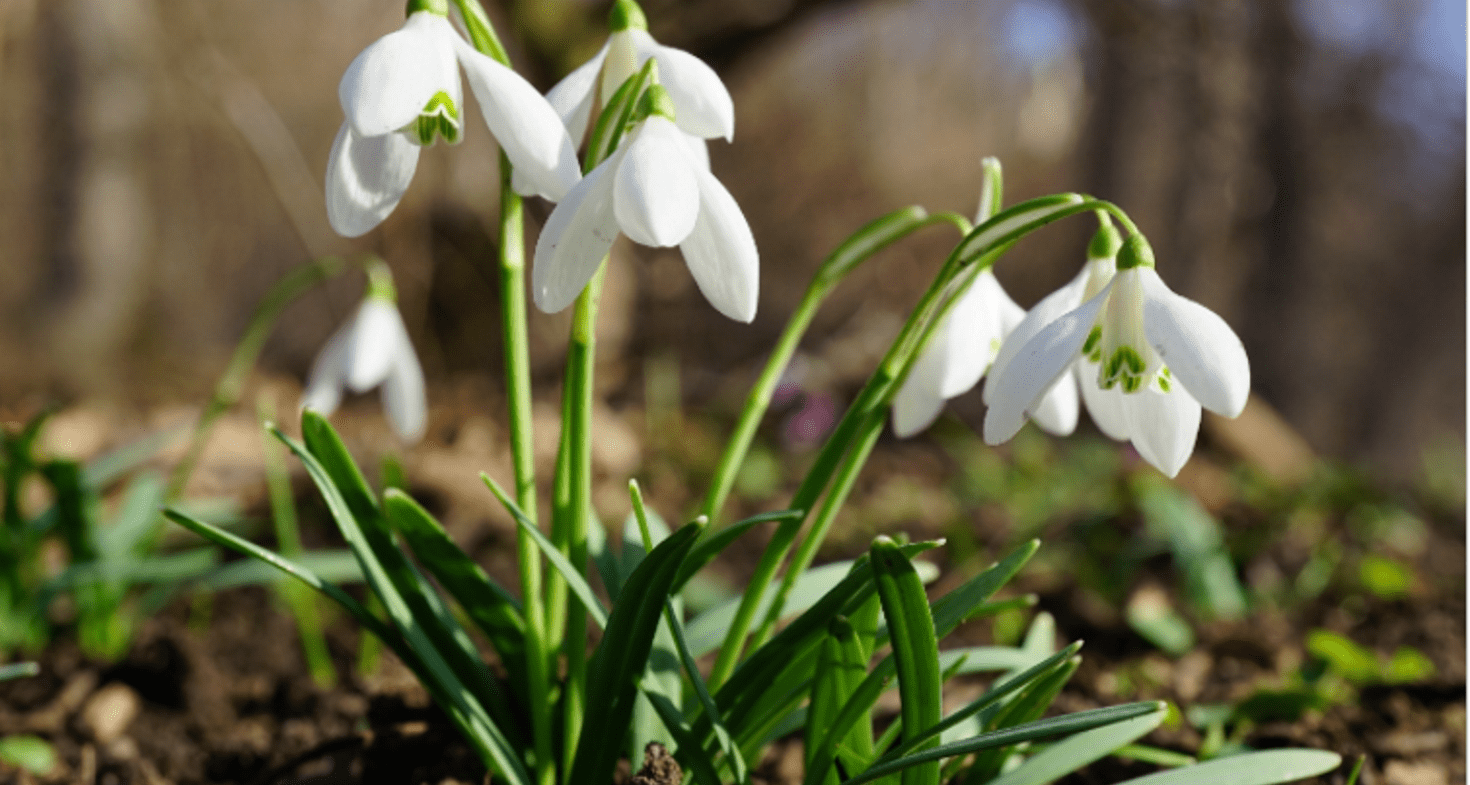 You are currently viewing Perce-neige