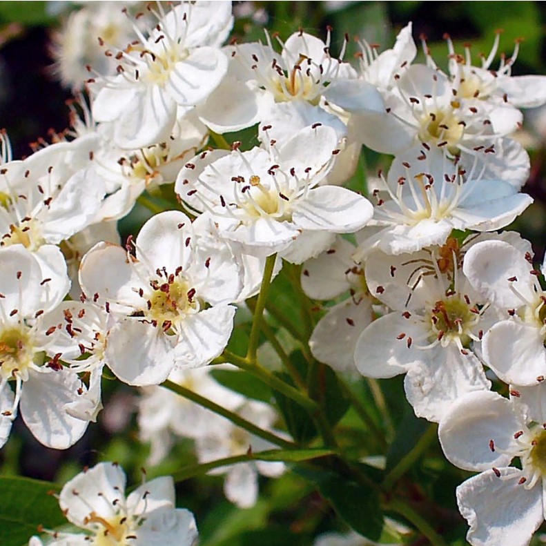 You are currently viewing Aubépine monogyne