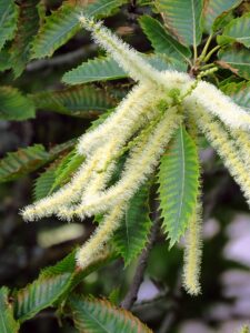 Lire la suite à propos de l’article Châtaignier