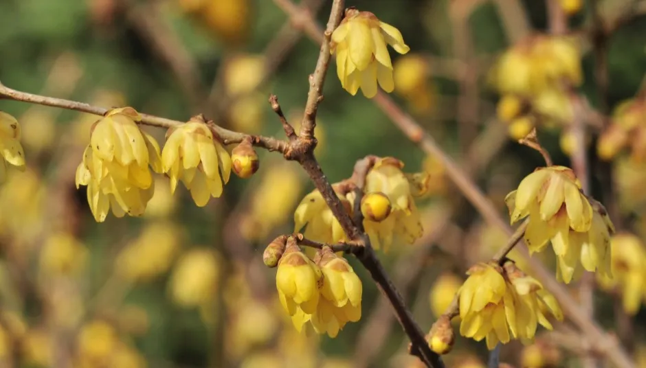 You are currently viewing Chimonanthe