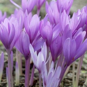 Colchique d’Automne