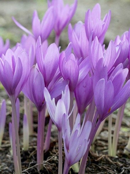 You are currently viewing Colchique d’Automne