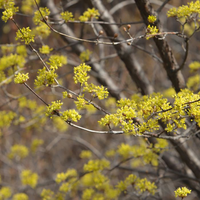 You are currently viewing Cornouiller mâle