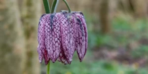 Lire la suite à propos de l’article Fritillaire pintade