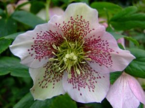 Lire la suite à propos de l’article Hellébore Oriental