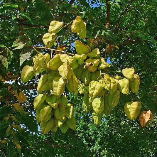 You are currently viewing Savonnier