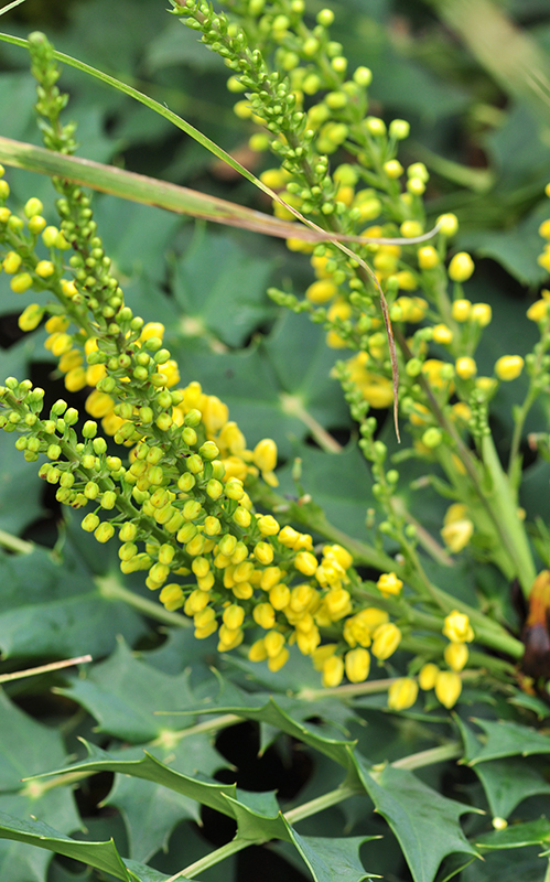 You are currently viewing Mahonia hybride